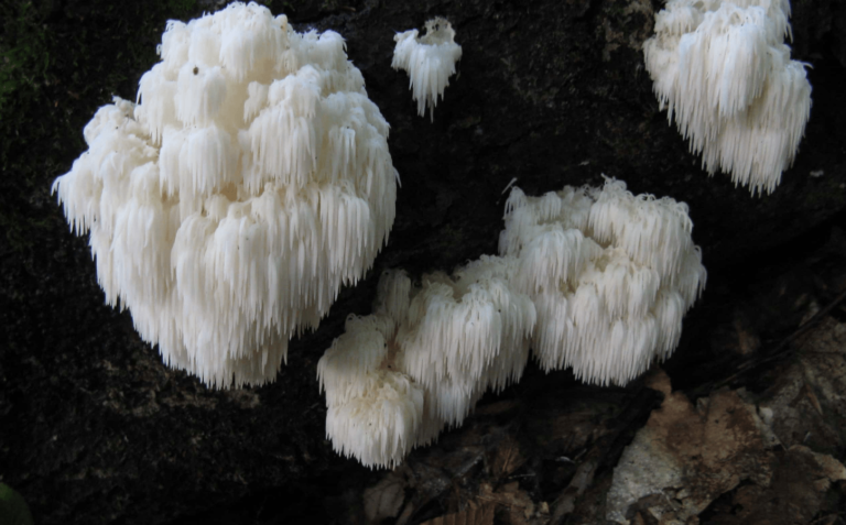 Bear’s Head Tooth Mushrooms