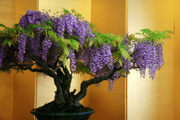 Wisteria Bonsai Bonsai Tree