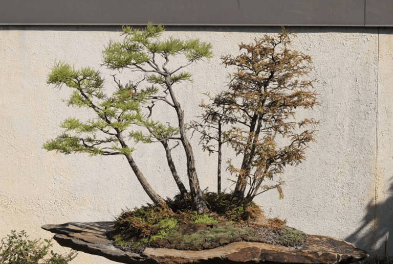 Bald Cypress Bonsai Tree Complete Guide