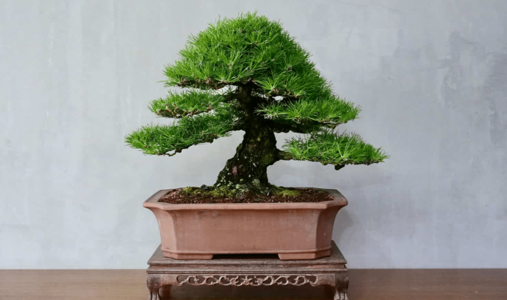 Black Pine Bonsai Tree